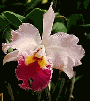 cattleya orchid
