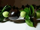 kukui nut with seagrape lei