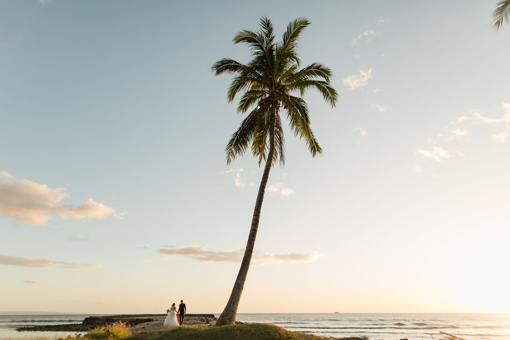 maui sunset with palm tree